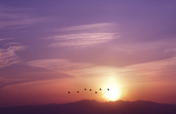 The evening sky with the sun setting and birds flying over the horizon.
