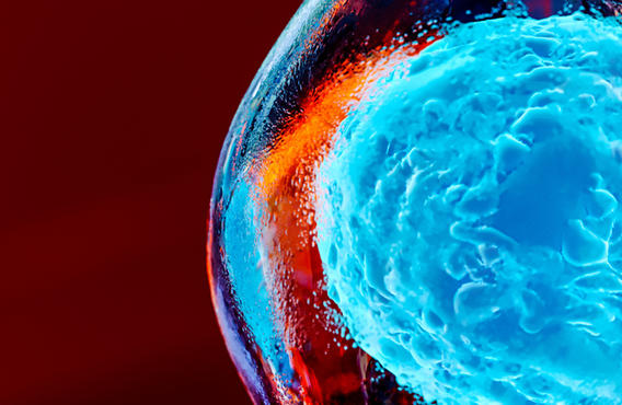 cells in the body