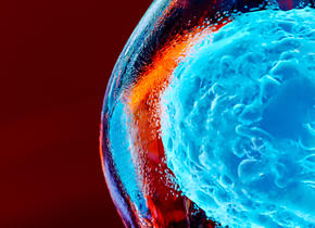 cells in the body