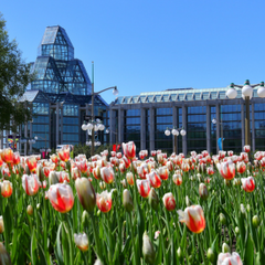 the national art gallery with tulips in front
