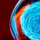 cells in the body