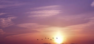 The evening sky with the sun setting and birds flying over the horizon.